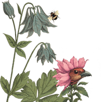 illustrations central 08