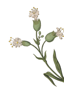 flower right 13 