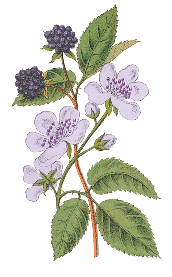 10 Rubus fruticosus Blackberry 0001 purpleblue 